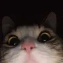 mo0n_cat