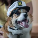 captaincorgi2185