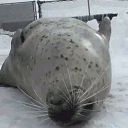 itsseal