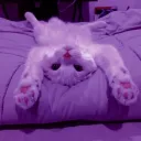 joeygjn_