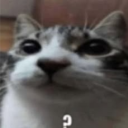 A Simple Cat