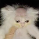 avatar 𝐏𝐢𝐚 🌹