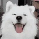 toxicthedog