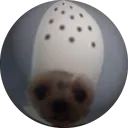 crockdog
