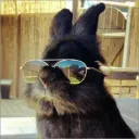 rabbit08520