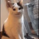 ninjacat_10