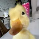 dvckiii