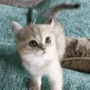 mau1276