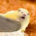 memanow