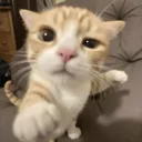 vt_albert_