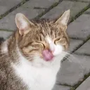 pattydev