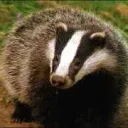agentbadger
