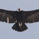 elcondoro