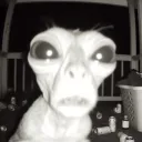 bazsalikom_