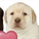schploofy