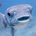 avatar Pufferfish