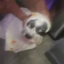 give_me_food123