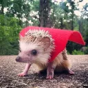hedgehog0548