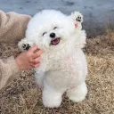 poteboy