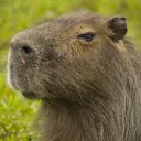 carpincho6676 avatar