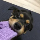 jrqp