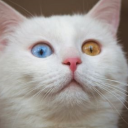 gerupeso13yahooc6332's Avatar