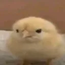 mr.duck3311