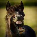 goofy_sebi