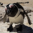 avatar 𝕮𝖆𝖑𝖛𝖆🥀