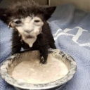 avatar ! โคดี้