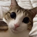 avatar crispy bird™