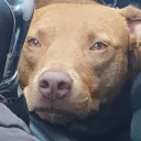 nosticag