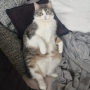 avatar Freddi Zuckerberg