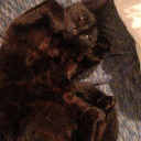 mrowl0w#8820's avatar