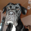 avatar 𝐿𝒶𝒻𝑒𝓇𝒾𝒶