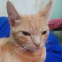 fiu_w