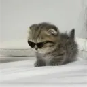 Аватар ggimboviy