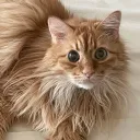 little_doodles501 avatar