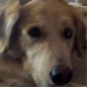 dogsrun