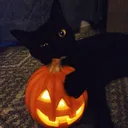 crashouht
