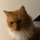 rhynohowl