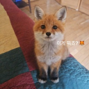 Discord Avatar