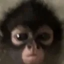 themonkey1357