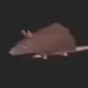rat__2