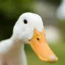jojonase