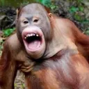orangutan1504