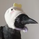 corvidxen