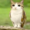 motinius_ss