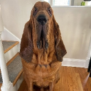 avatar 𝚂𝚠𝚎𝚊𝚣𝚢