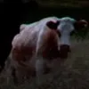 gevolty